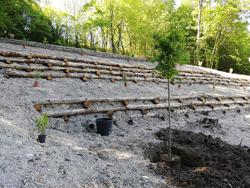 RINATURALIZZAZIONE VERSANTE IN FRANA IN AREA BOSCATA COMUNE DI SASSOFERRATO