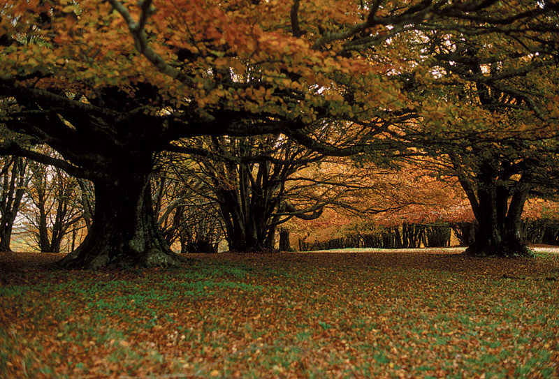 IL PIANO DI ASSESTAMENTO FORESTALE (PAF) DELL’AREA DEMANIALE SITA NELLA RISERVA NATURALE REGIONALE DEL MONTE SAN VICINO E DEL MONTE CANFAITO